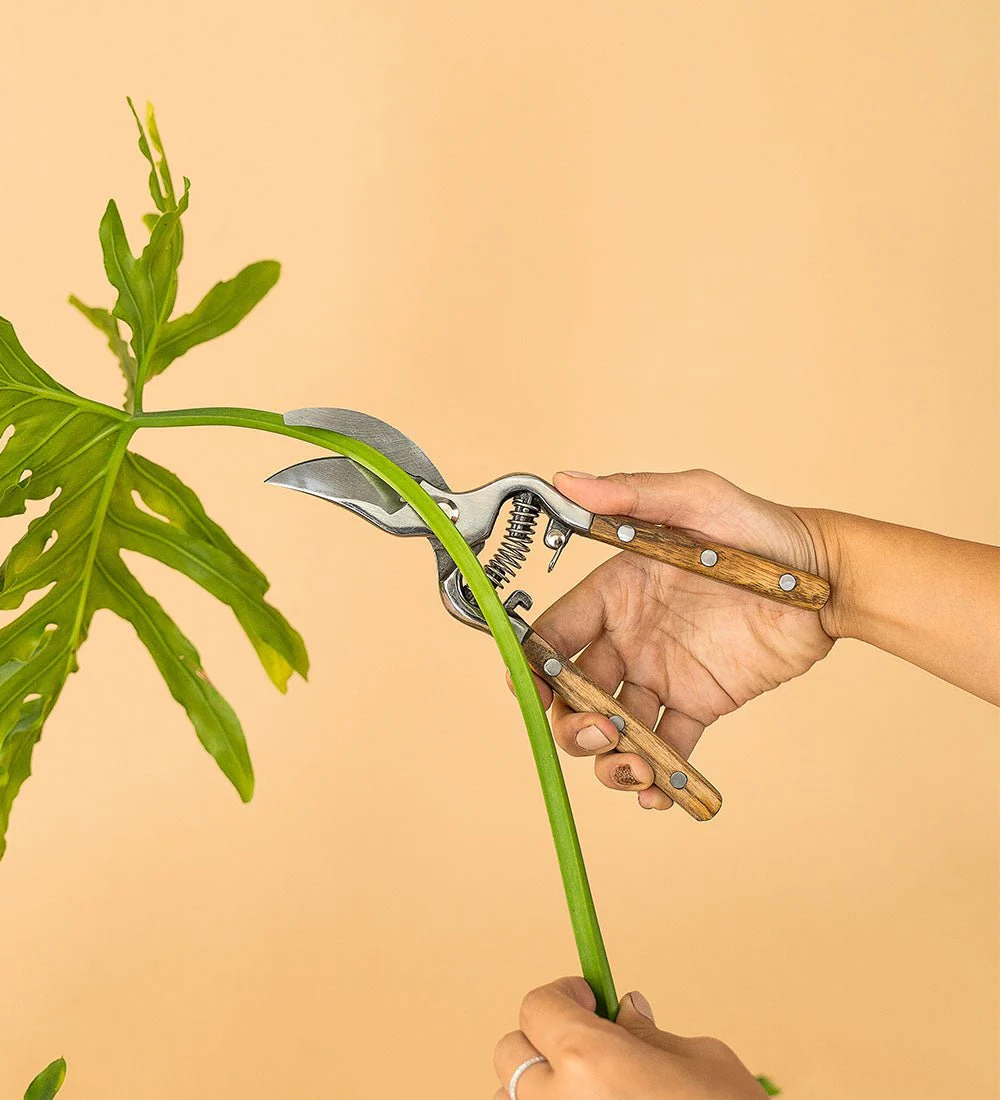 Stem Cutters
