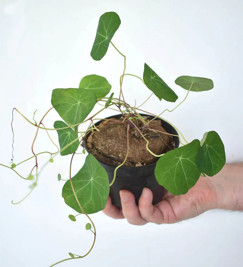 Stephania Erecta - Image 2
