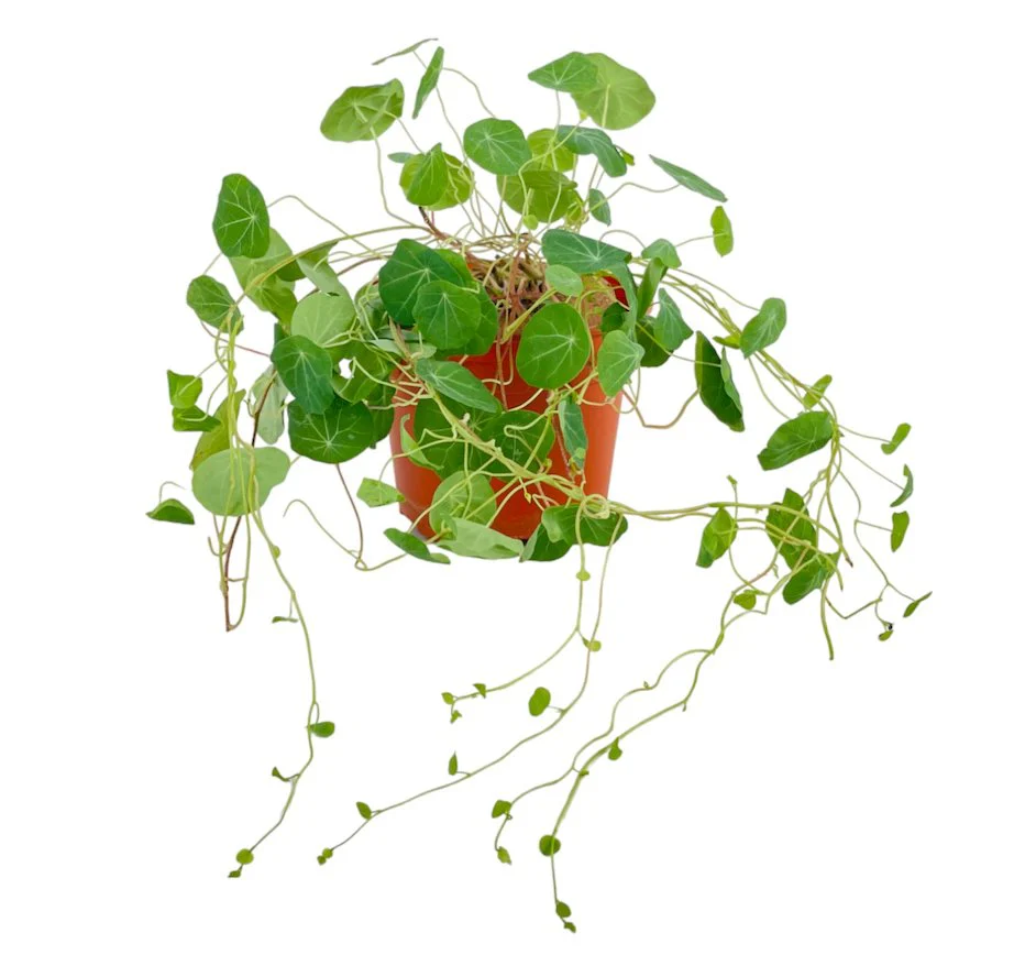 Stephania Erecta - Image 4