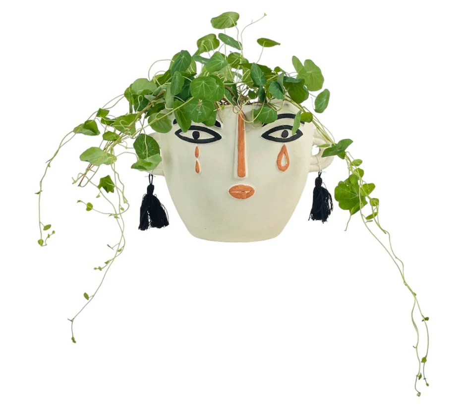 Stephania Erecta - Image 5