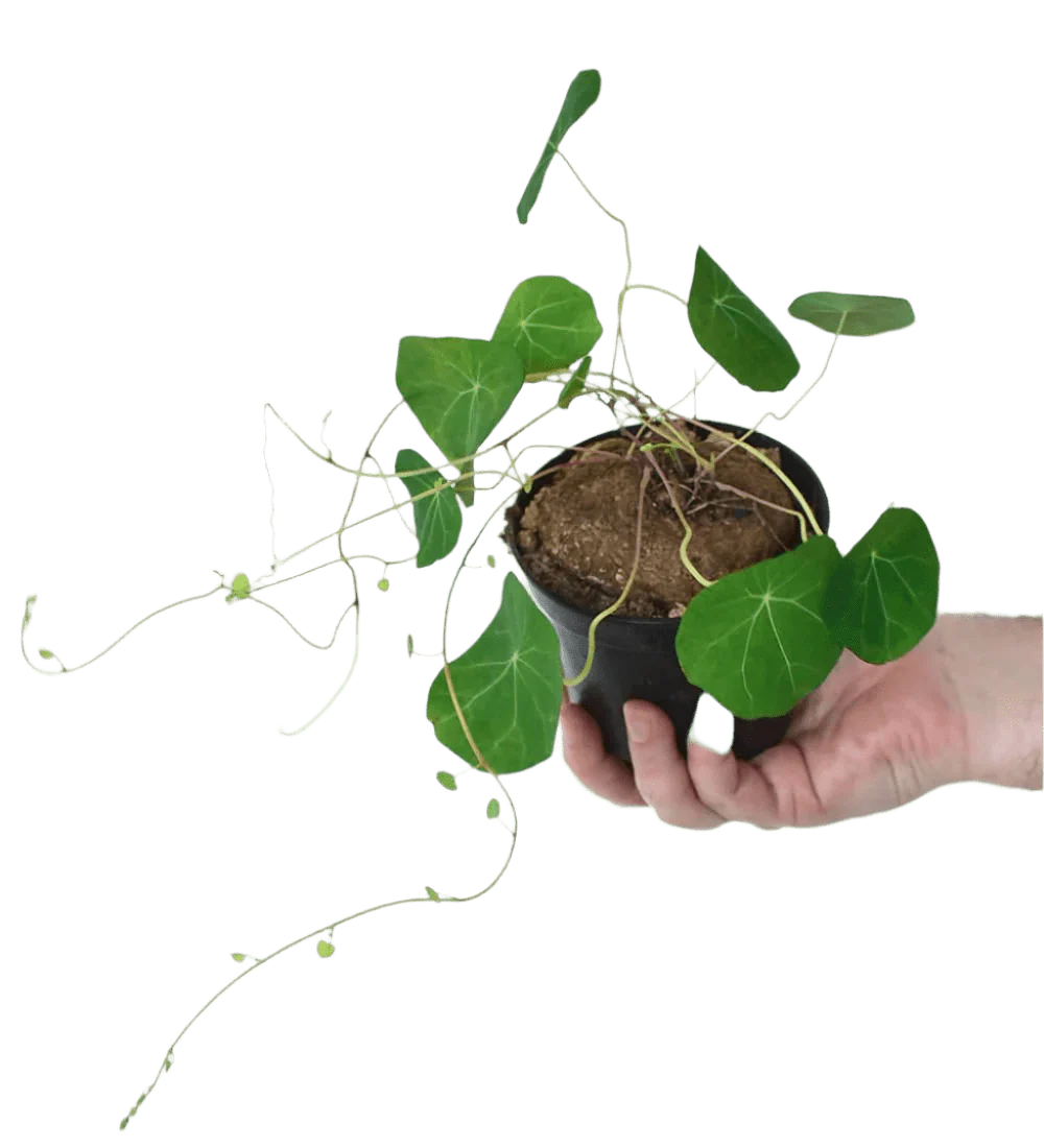 Stephania Erecta - Image 6