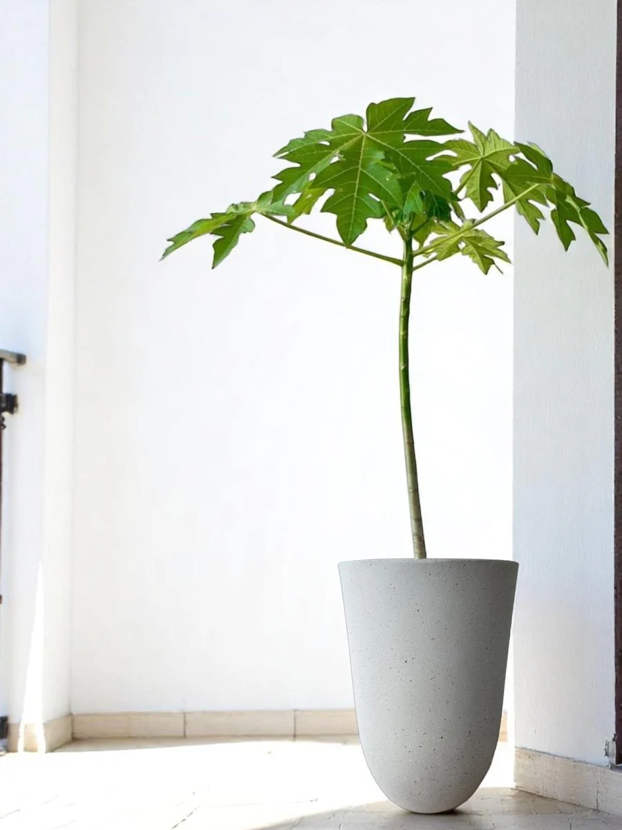 Strato Pot Large