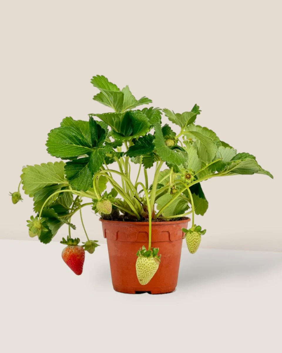 Strawberry Plant - Image 3