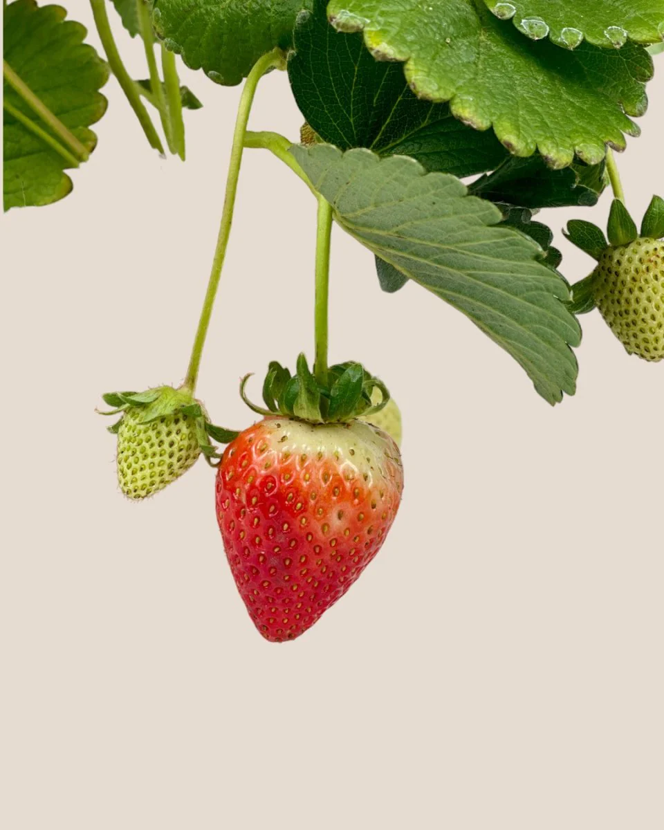 Strawberry Plant - Image 4