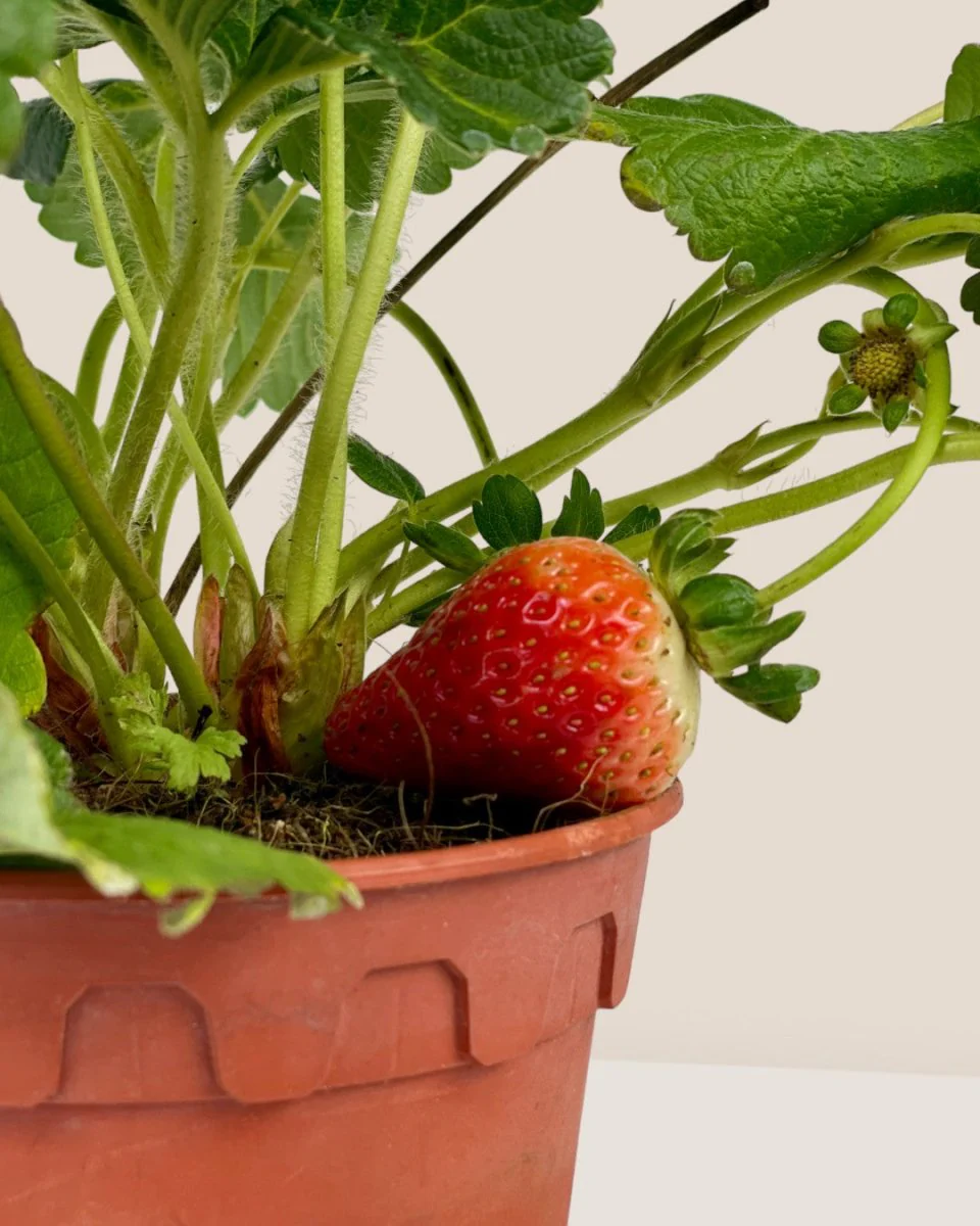 Strawberry Plant - Image 5