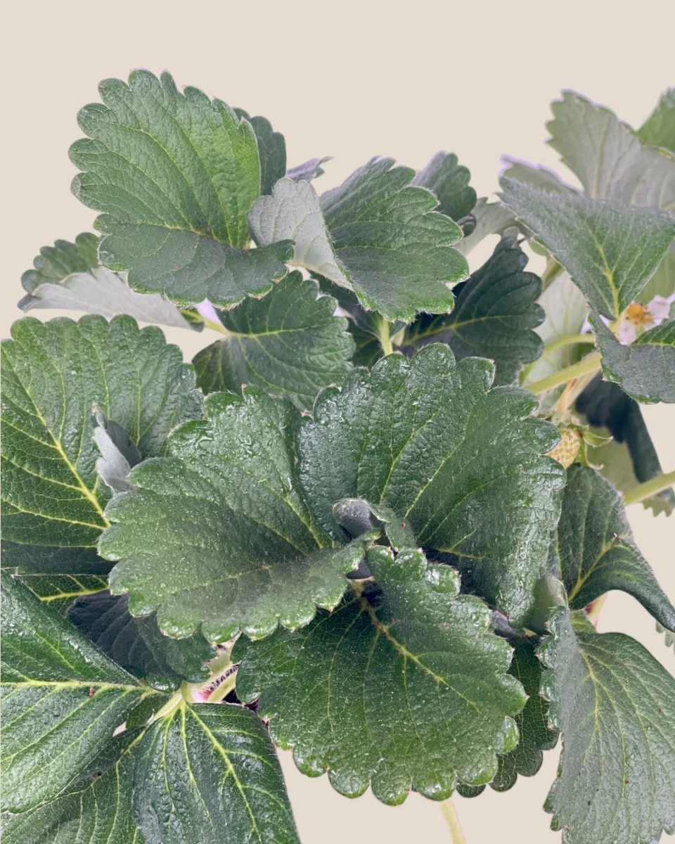 Strawberry Plant - Image 6