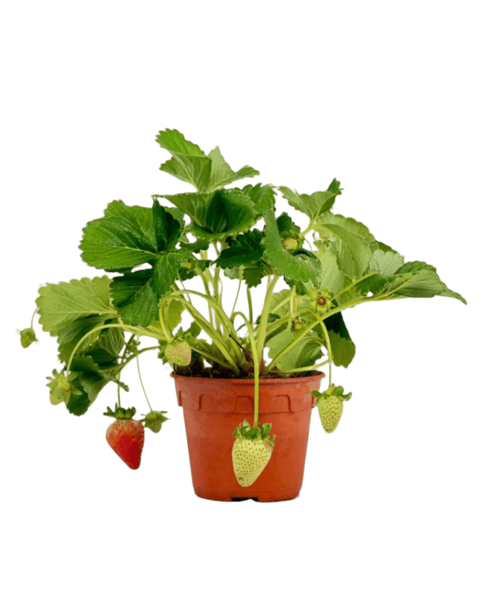 Strawberry Plant - Image 7