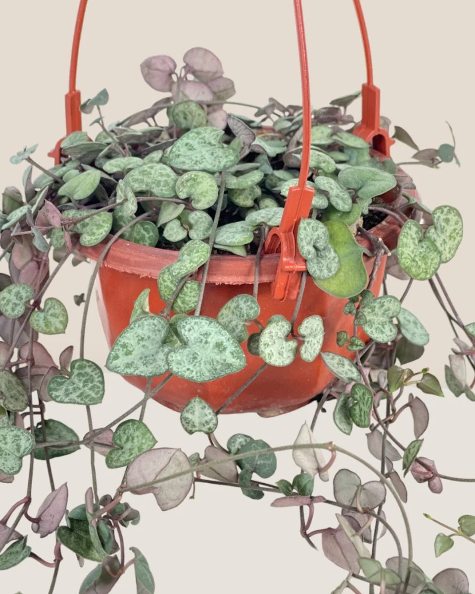 String of Hearts - Image 3