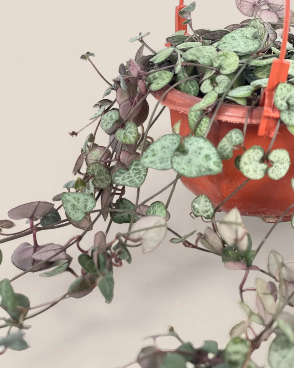 String of Hearts - Image 4