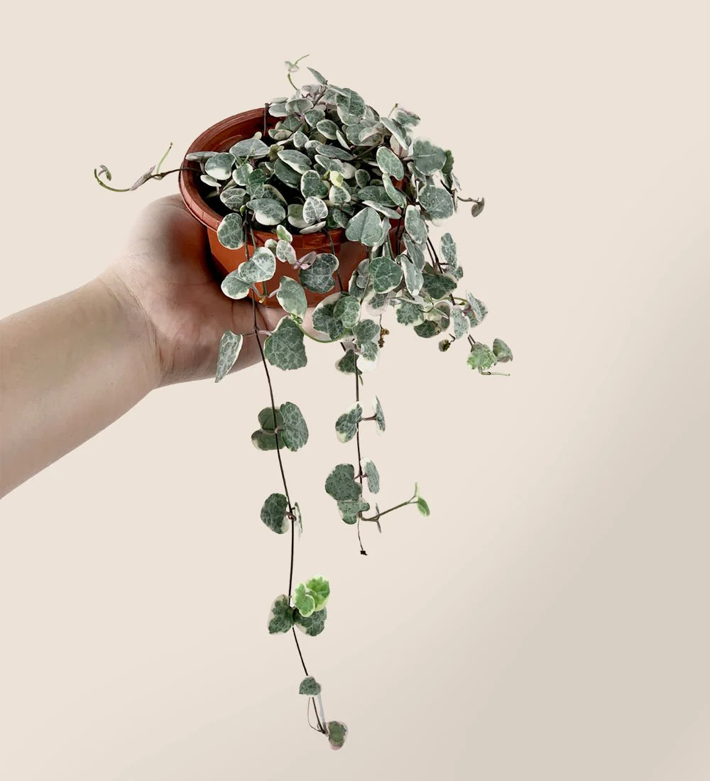 String of Hearts - Image 6