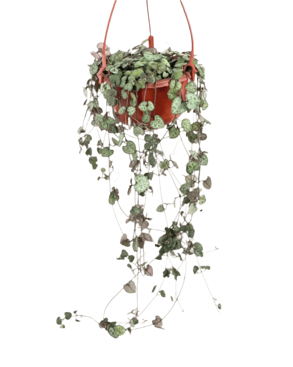 String of Hearts - Image 7