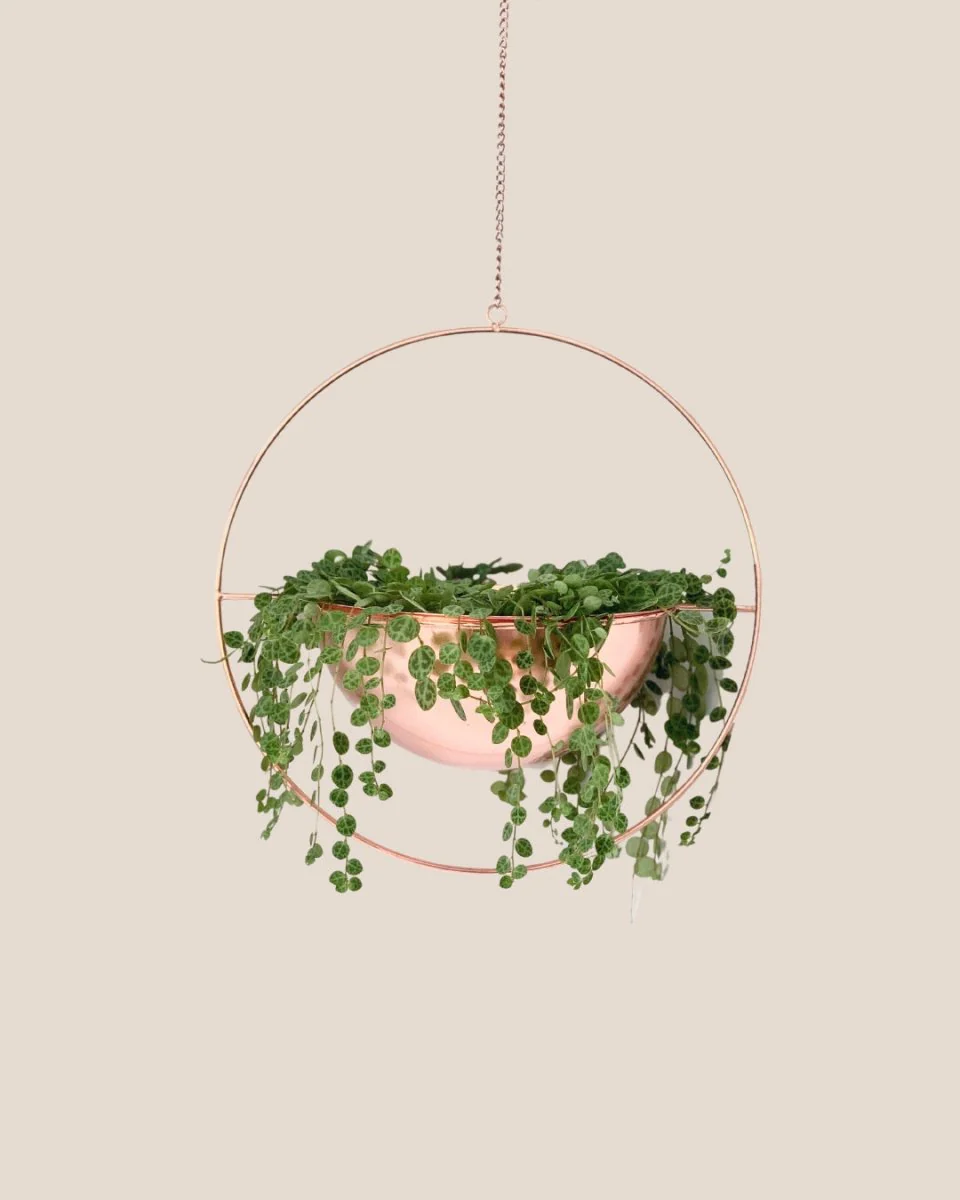 String of Turtles - Image 11