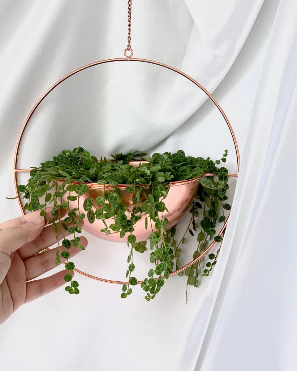 String of Turtles - Image 12