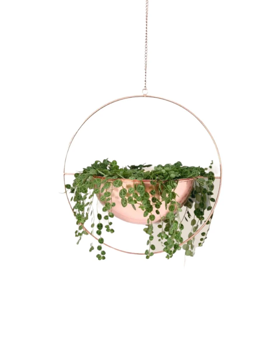 String of Turtles - Image 13