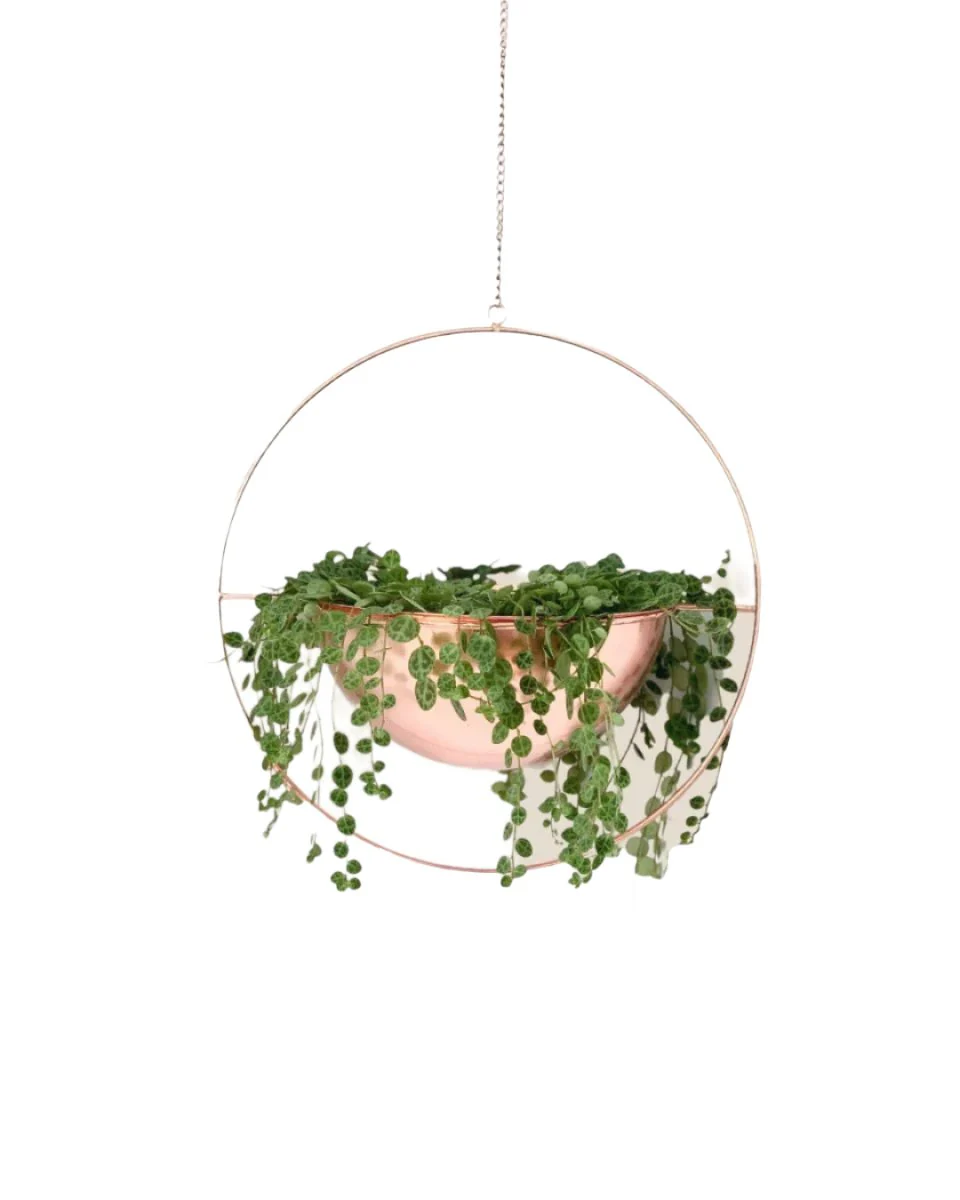 String of Turtles - Image 7