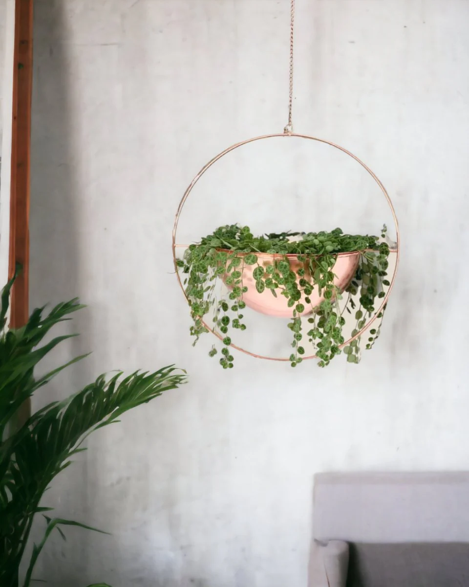 String of Turtles - Image 8