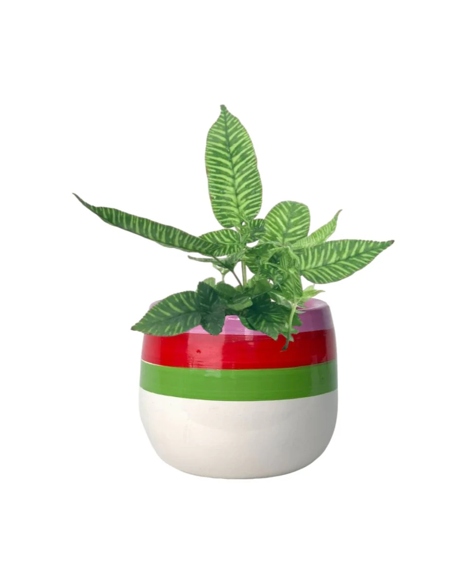 Striped Zebra Fern