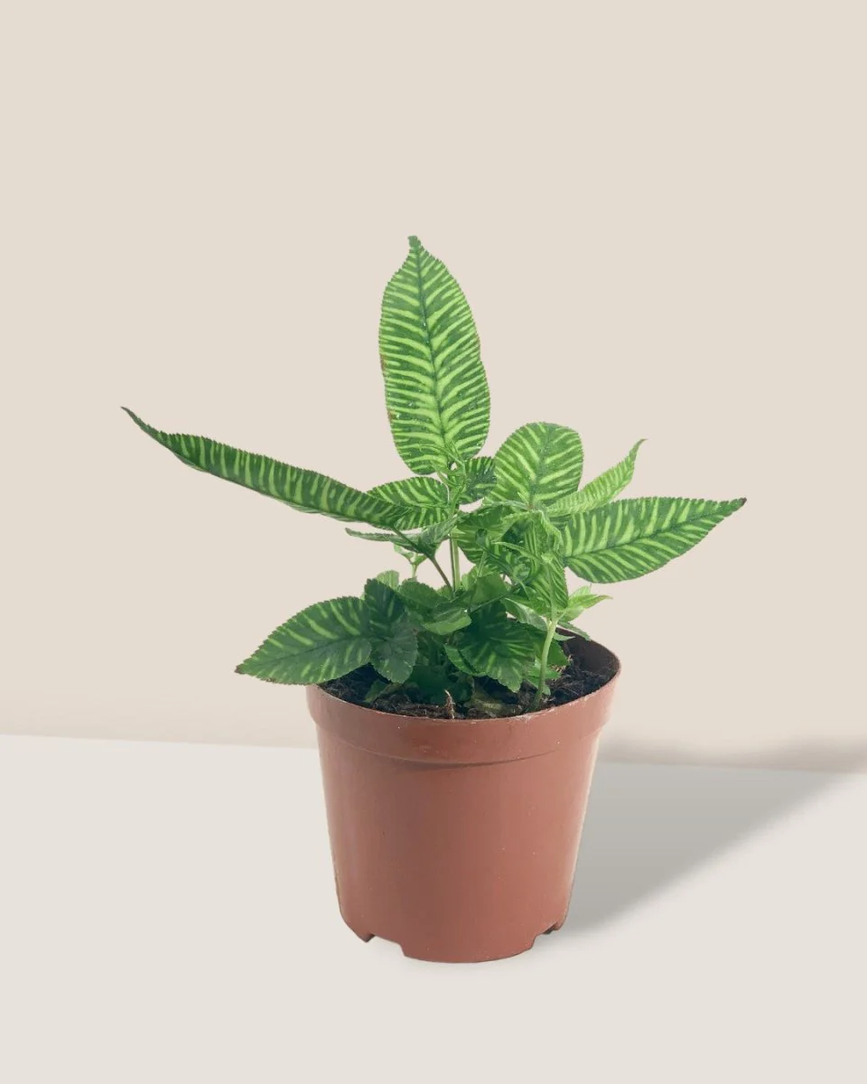 Striped Zebra Fern - Image 3