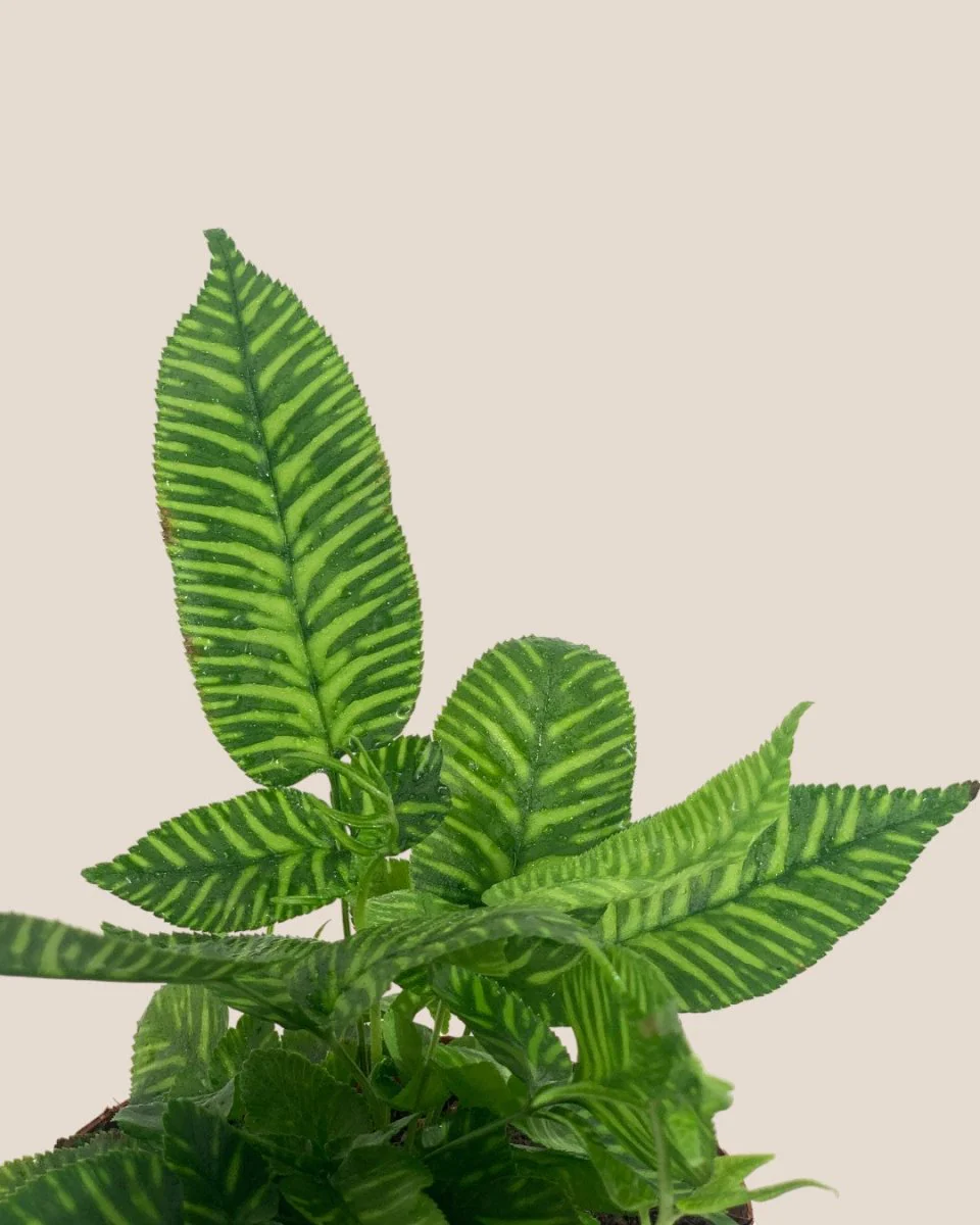 Striped Zebra Fern - Image 4