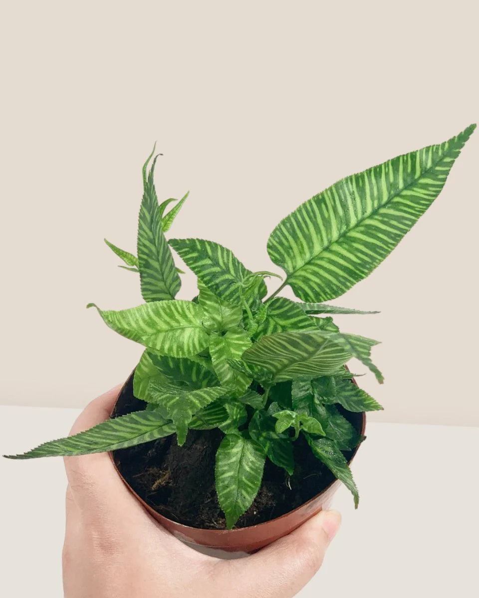 Striped Zebra Fern - Image 5