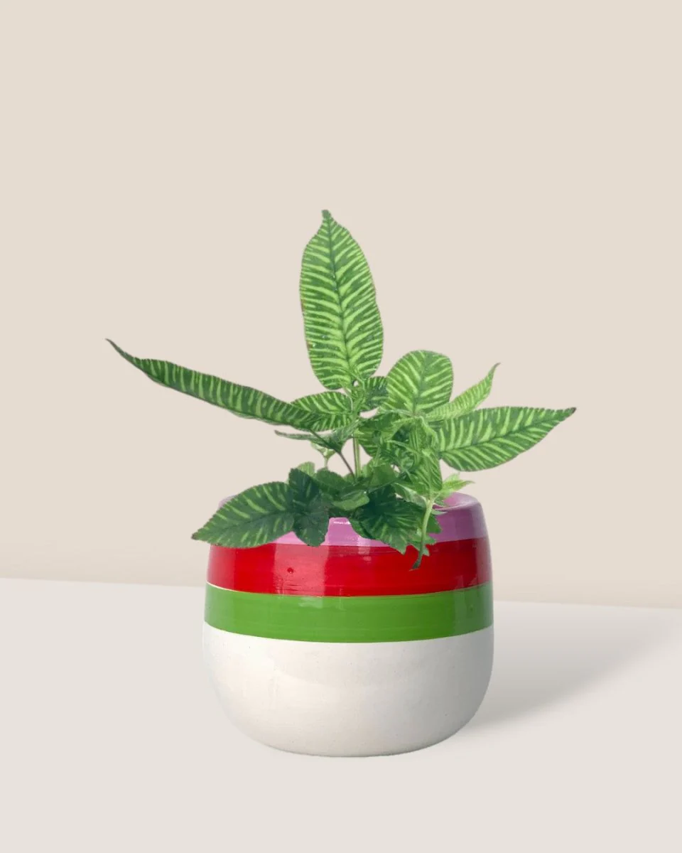 Striped Zebra Fern - Image 6