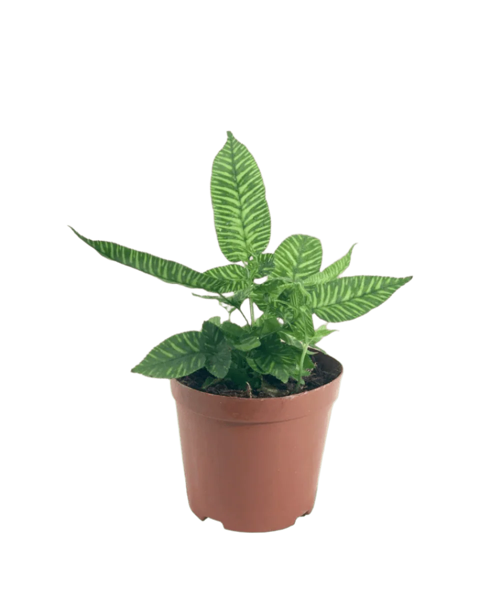 Striped Zebra Fern - Image 7