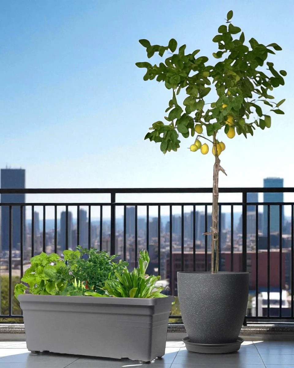 Sun-Lovers Plant