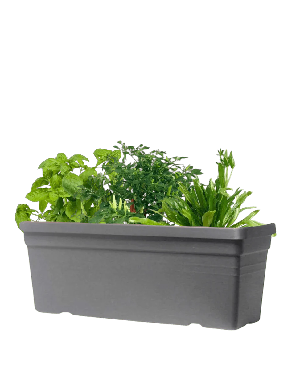 Sun-Lovers Plant - Image 2