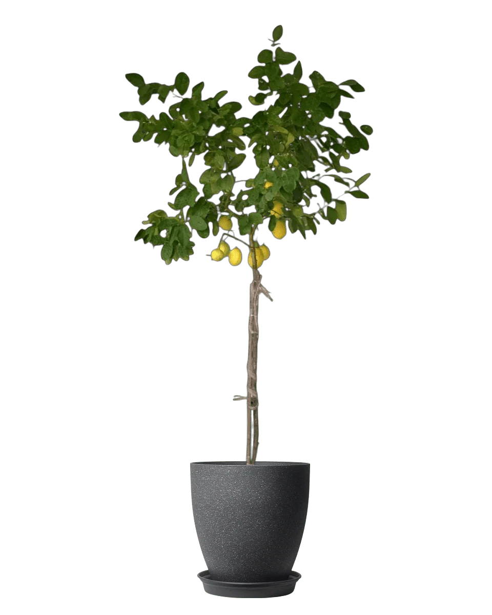 Sun-Lovers Plant - Image 3