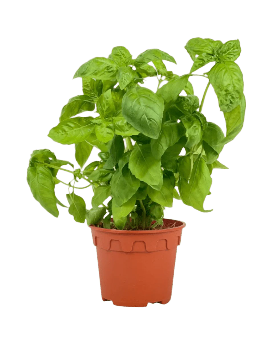 Sun-Lovers Plant - Image 4
