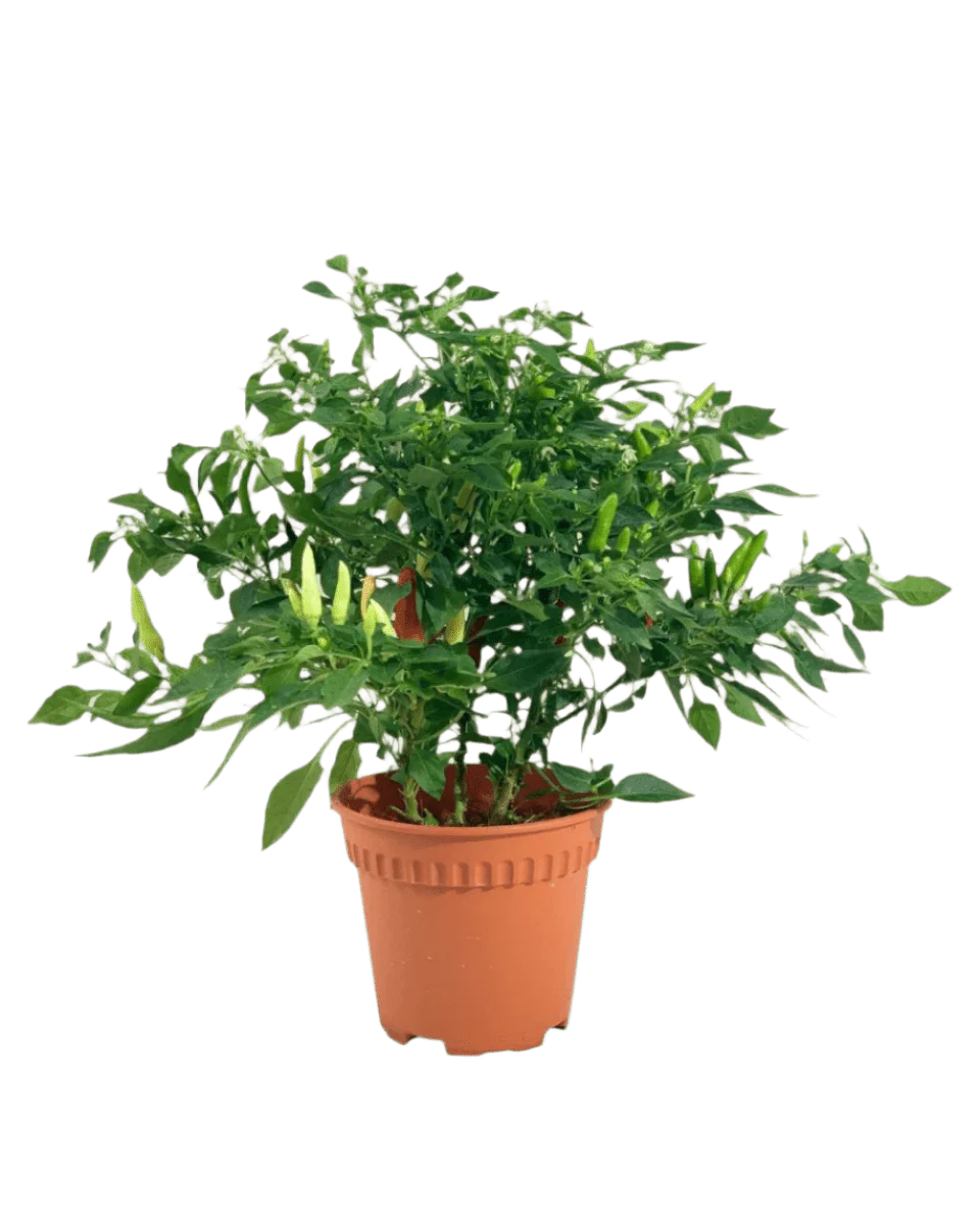 Sun-Lovers Plant - Image 5