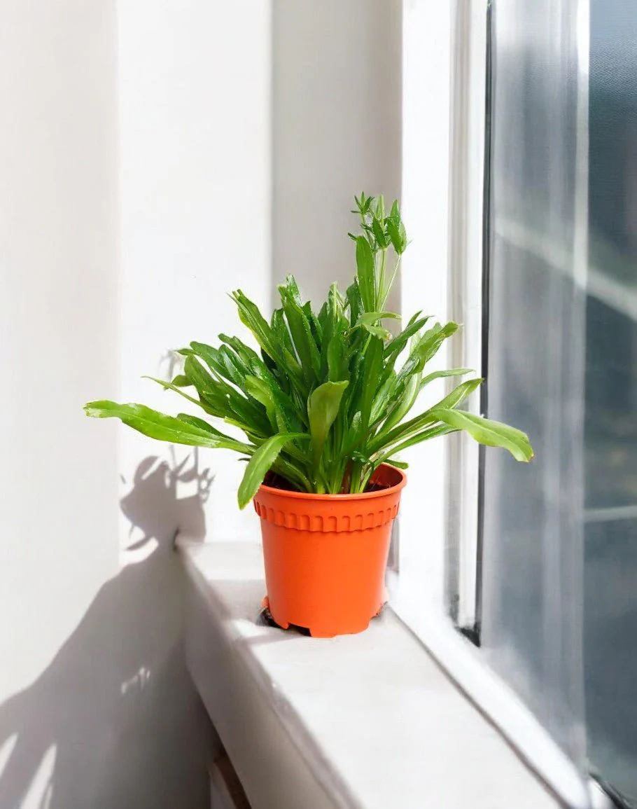 Sun-Lovers Plant - Image 6
