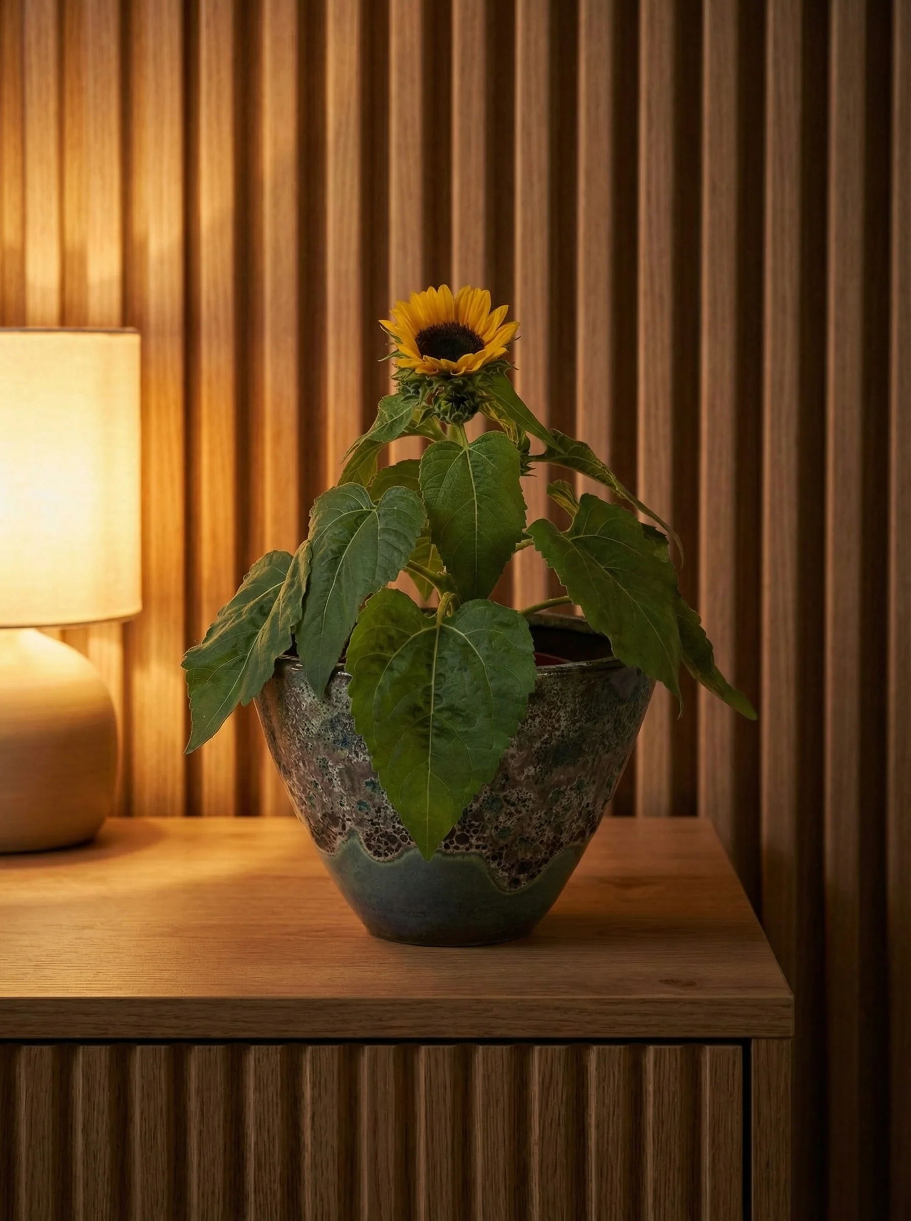 Sunflower Plant