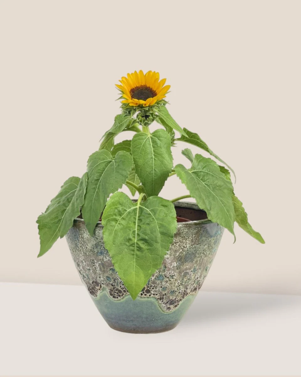 Sunflower Plant - Image 10