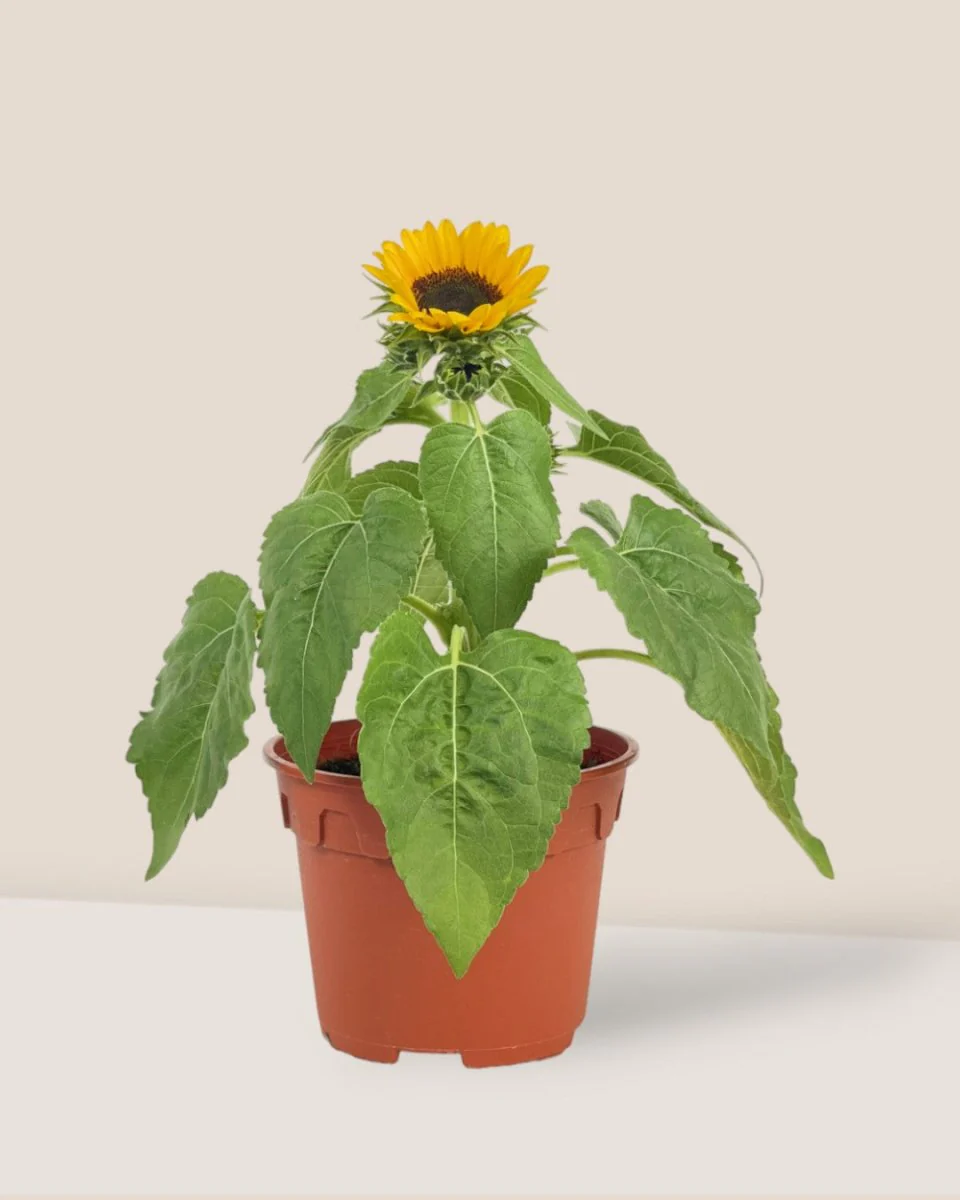 Sunflower Plant - Image 11