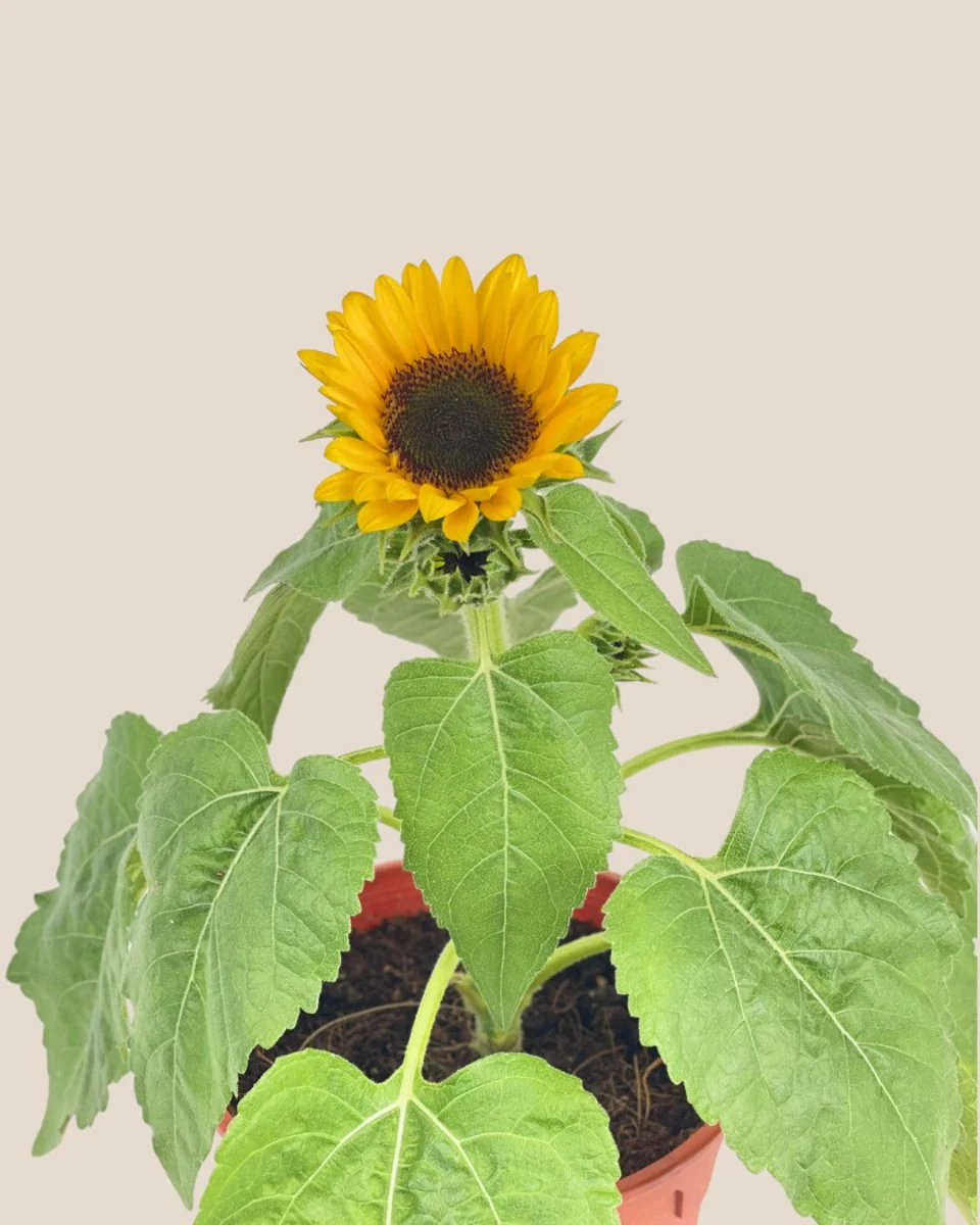 Sunflower Plant - Image 12