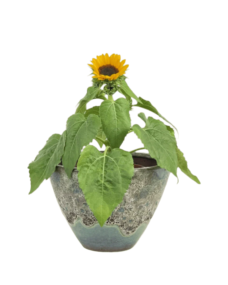 Sunflower Plant - Image 13