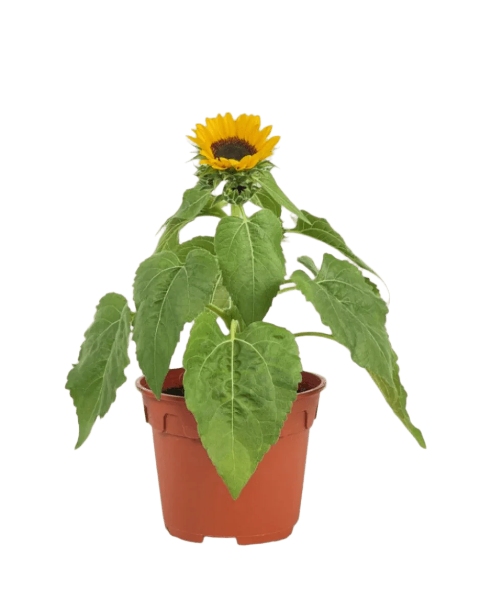 Sunflower Plant - Image 14