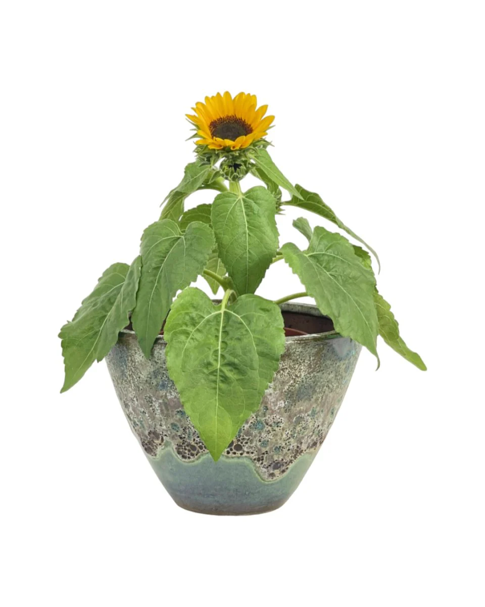 Sunflower Plant - Image 16