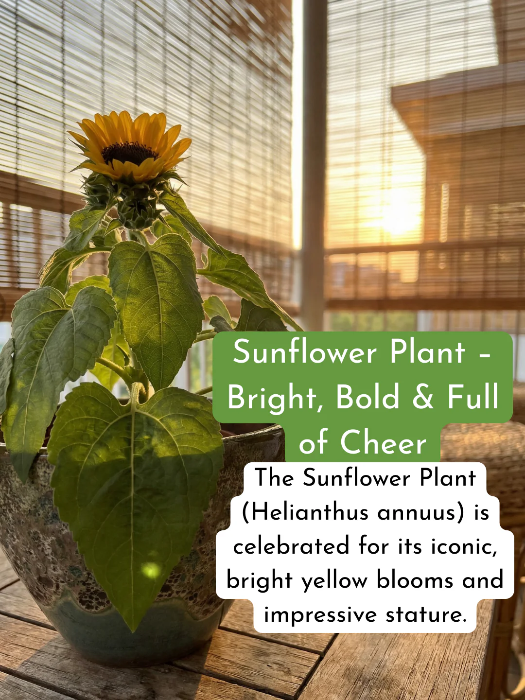 Sunflower Plant - Image 3