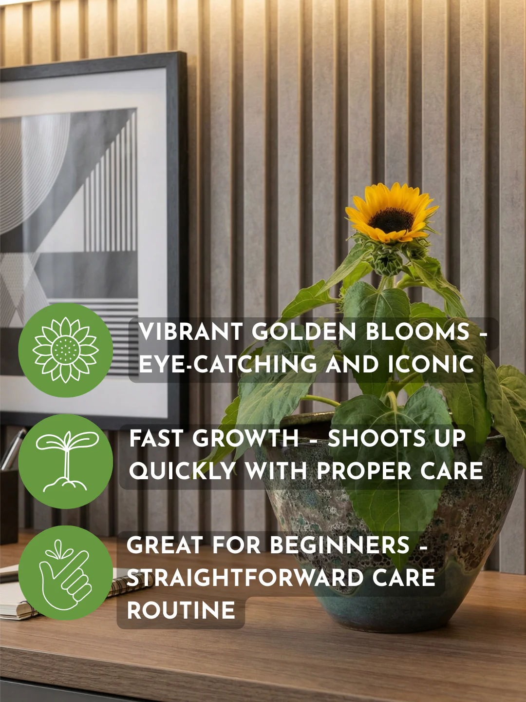 Sunflower Plant - Image 4