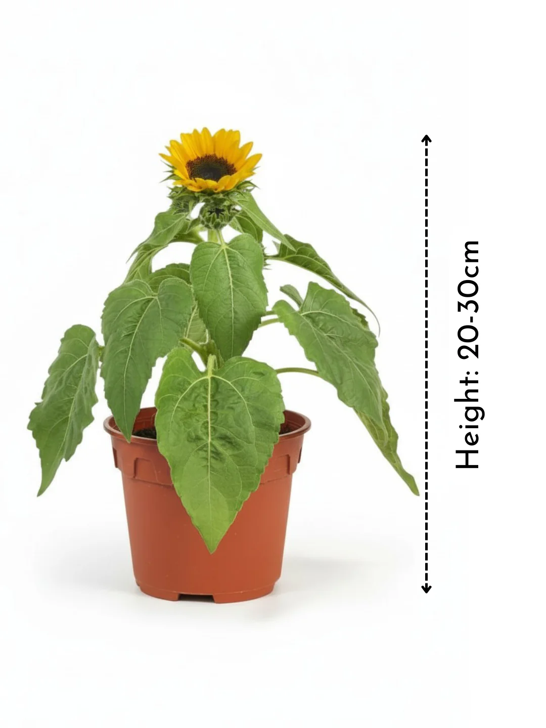 Sunflower Plant - Image 5