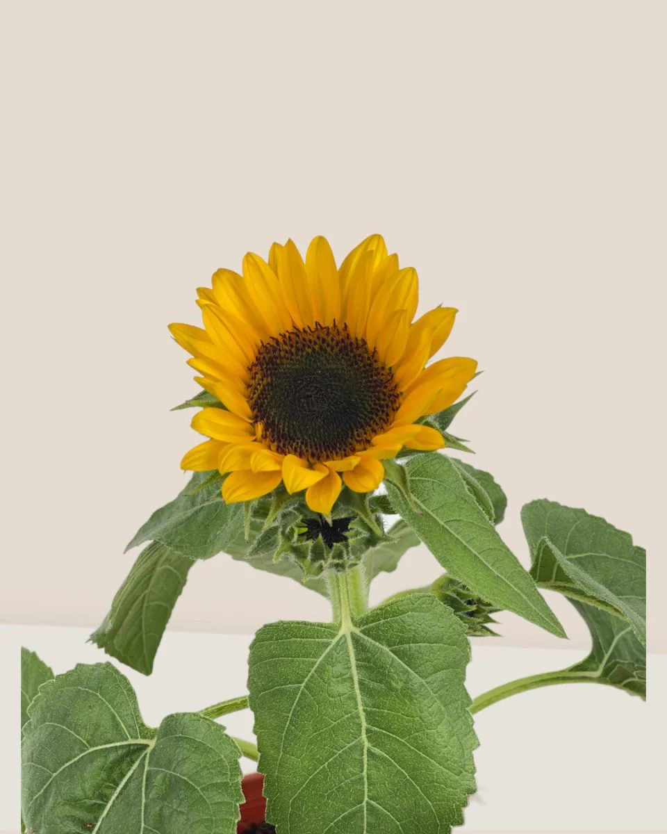 Sunflower Plant - Image 6