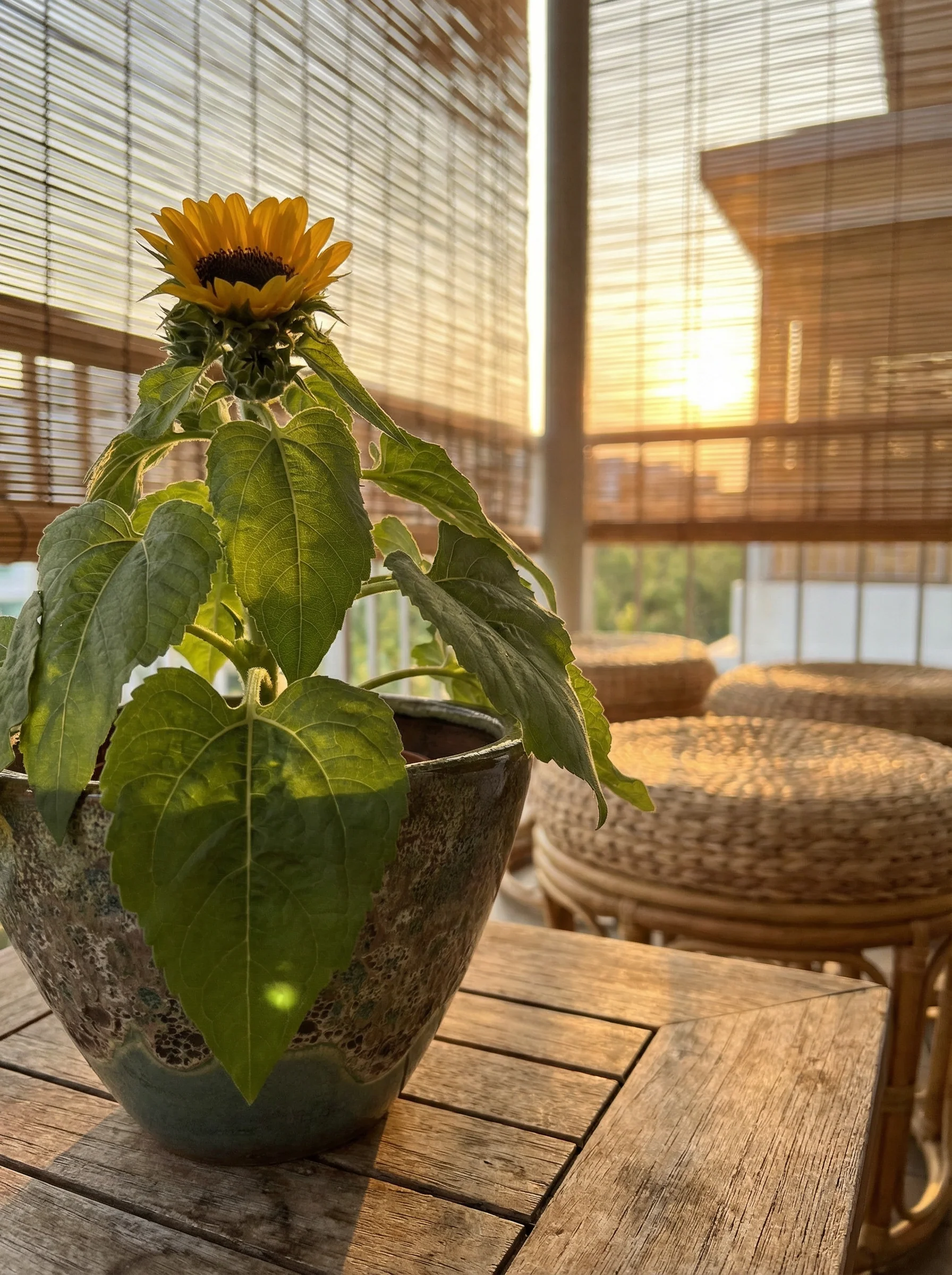 Sunflower Plant - Image 7