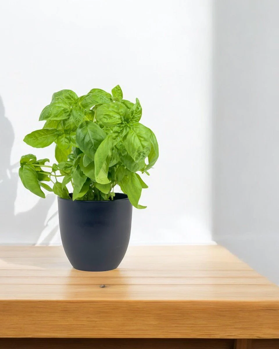 Sweet Basil Plant - Image 10