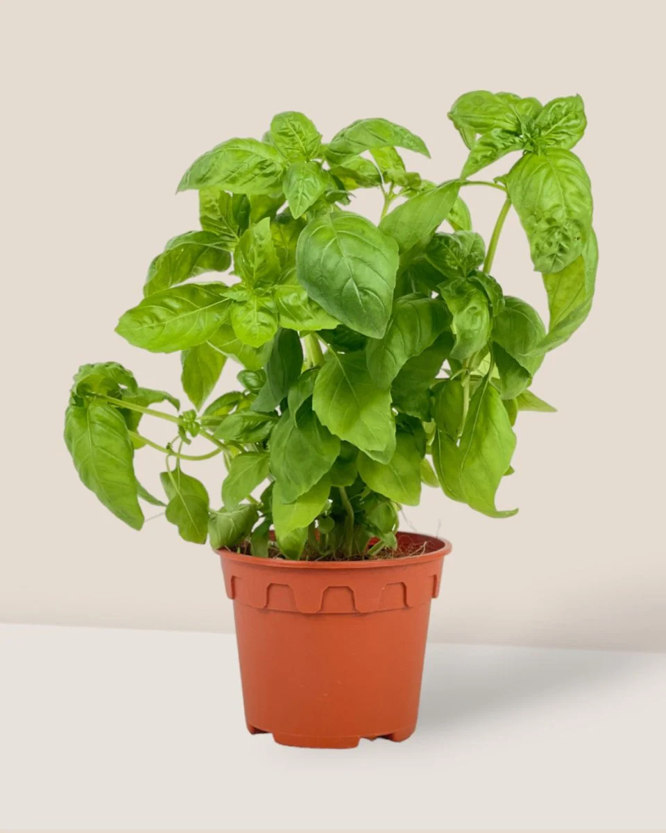 Sweet Basil Plant - Image 11