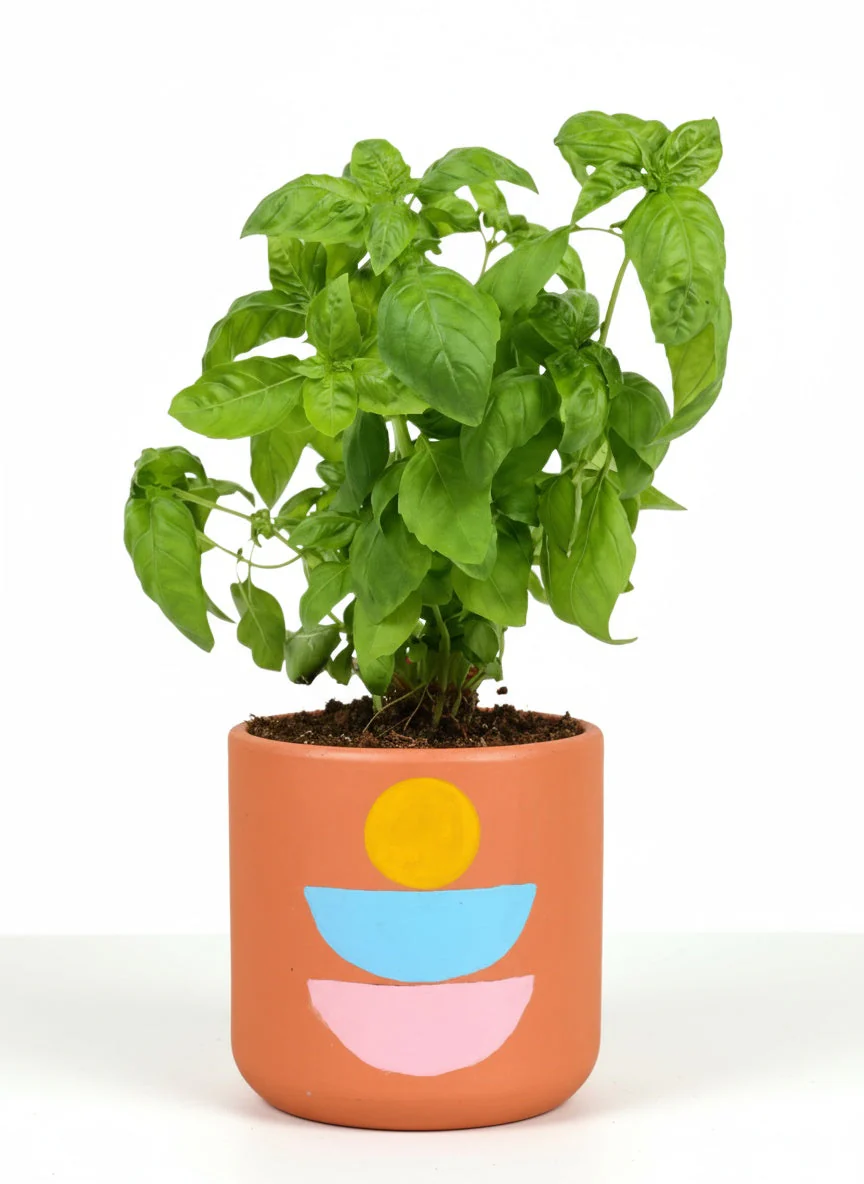 Sweet Basil Plant - Image 6