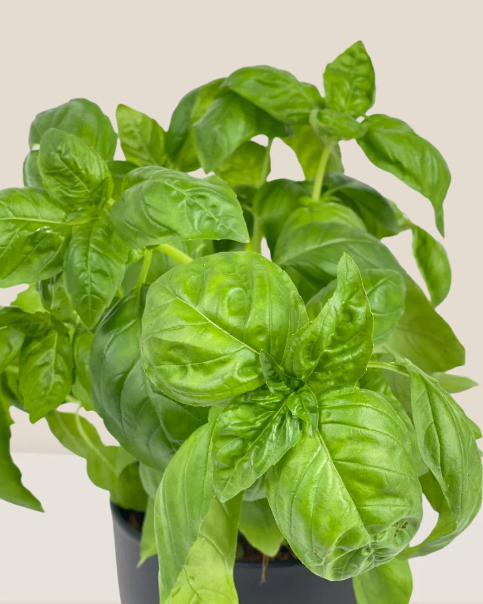 Sweet Basil Plant - Image 8