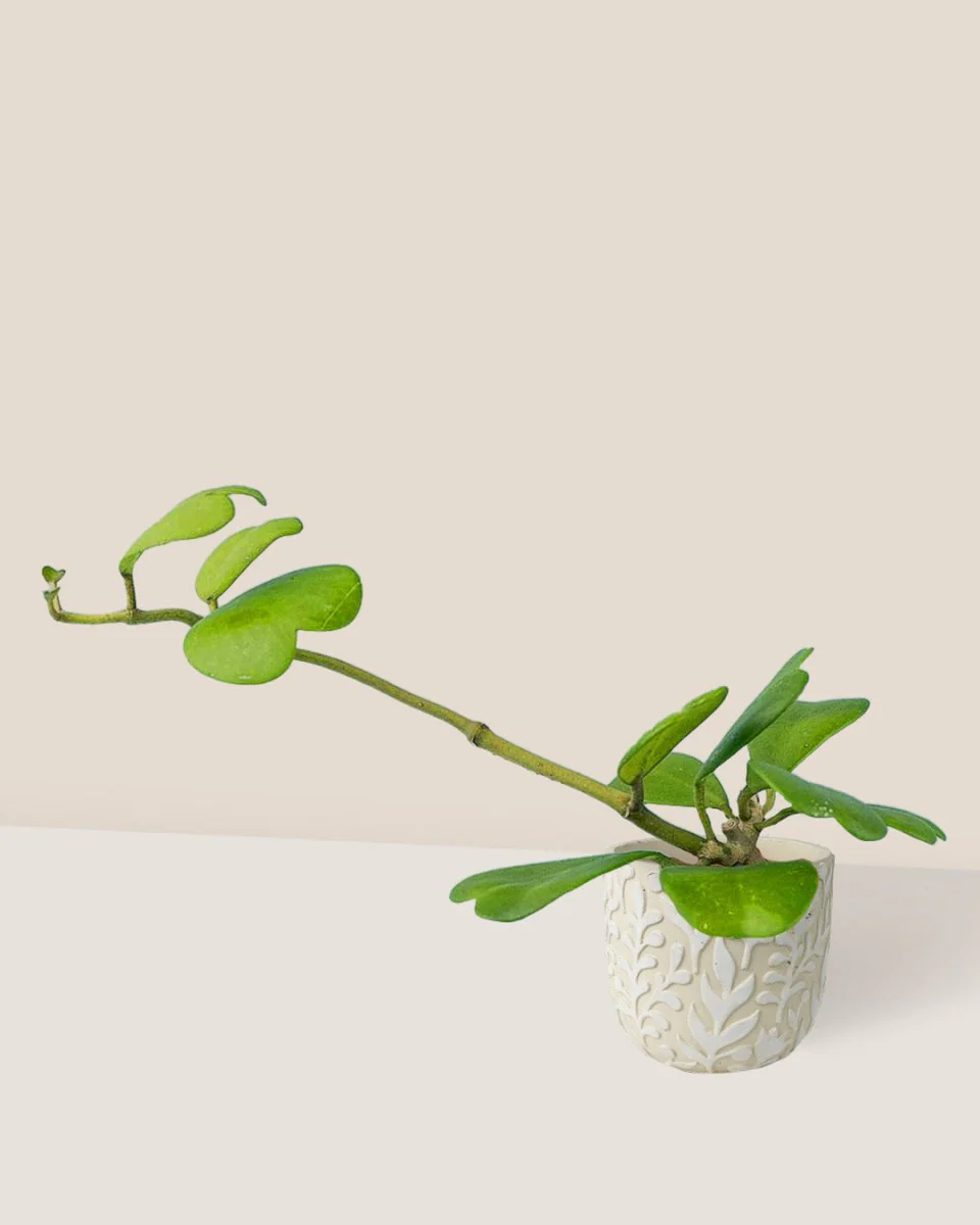 Sweetheart Hoya - Image 10