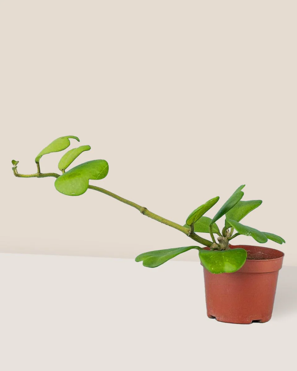 Sweetheart Hoya - Image 11